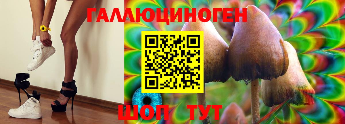 Псилоцибиновые грибы Psilocybine cubensis Дальнегорск